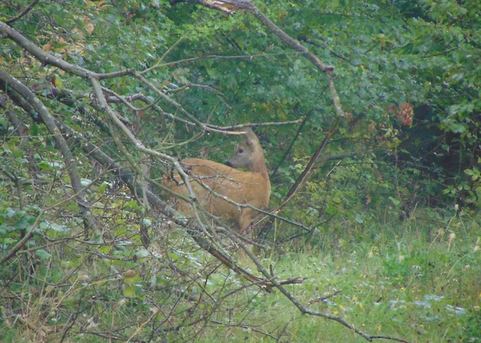 Restaurant Molitor Hotel 3*